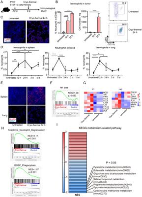 Neutrophils promote the activation of monocytes via ROS to boost systemic antitumor immunity after cryo-thermal therapy